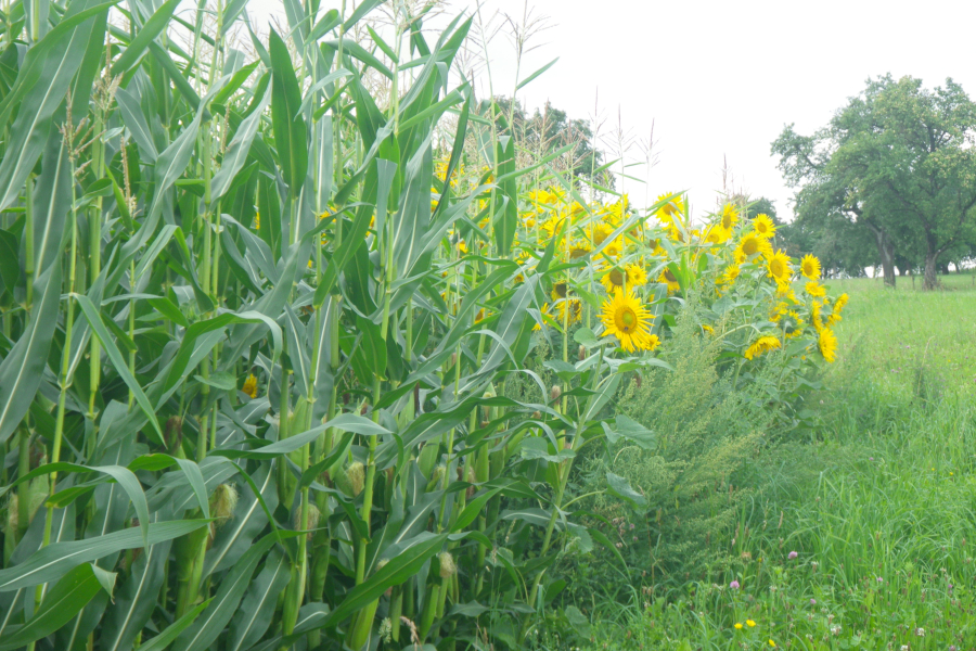 Sonnenblumen als Randstreifen an Maisfeld